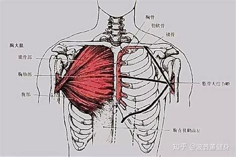 八字胸原因|强化训练4个下胸肌动作，帮你改善八字胸型，让整个胸肌更协调